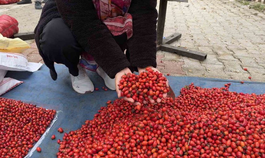Tokat'ta bol kuşburnu hasadı kış hazırlıklarını ucuzlattı