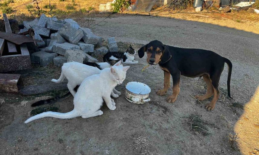 Kardeş gibi büyüyen beş kedi ve bir köpek Türlübey'de yürek ısıttı