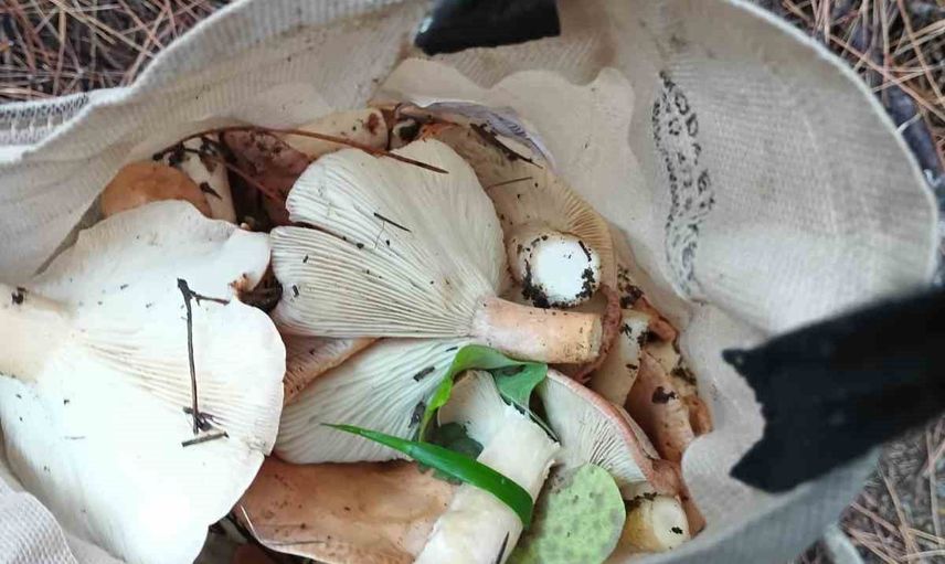 Uzman uyarısı: doğadan toplanan mantarlar hayatı tehdit edebilir