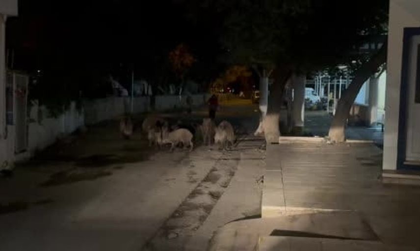 Bodrum'da köy içine kadar ilerleyen domuz sürüsü mahallede tedirginlik yarattı