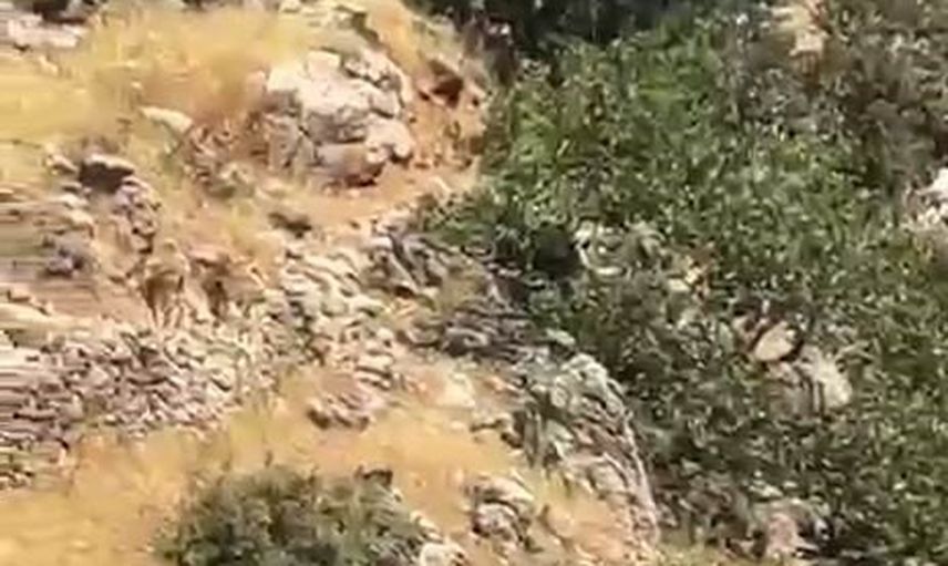 Çermik'te kayalıklar yaban keçilerine kaldı