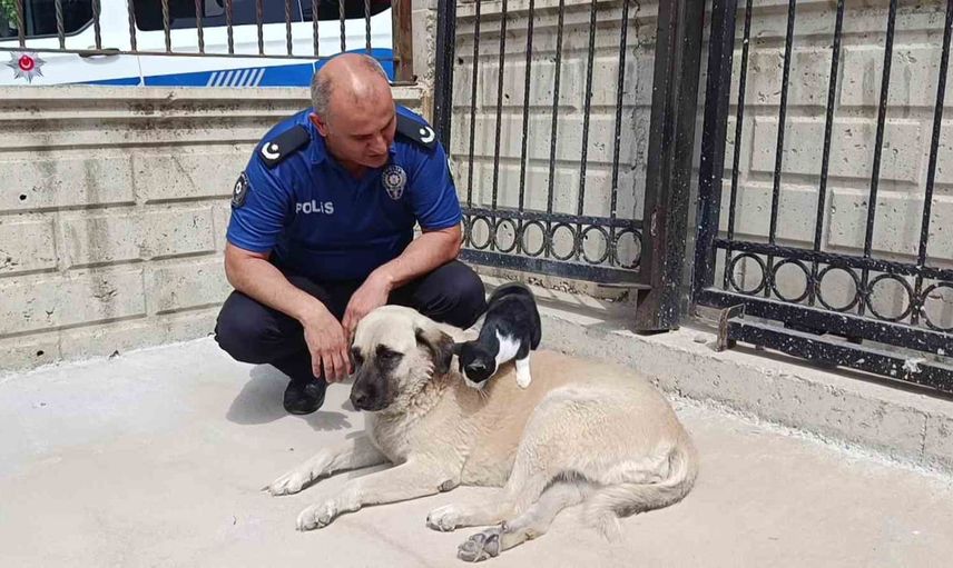 Suluova'da kedi, annesi zannettiği köpekle alışılmadık bağ kurdu