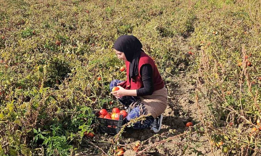 Düzkışla bostanında dalından sebze toplamanın yeni keyfi
