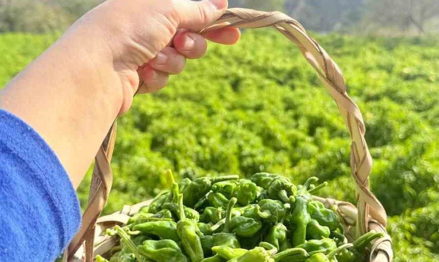 Çermik biberi son hasatta tezgâhlarda yerini alıyor