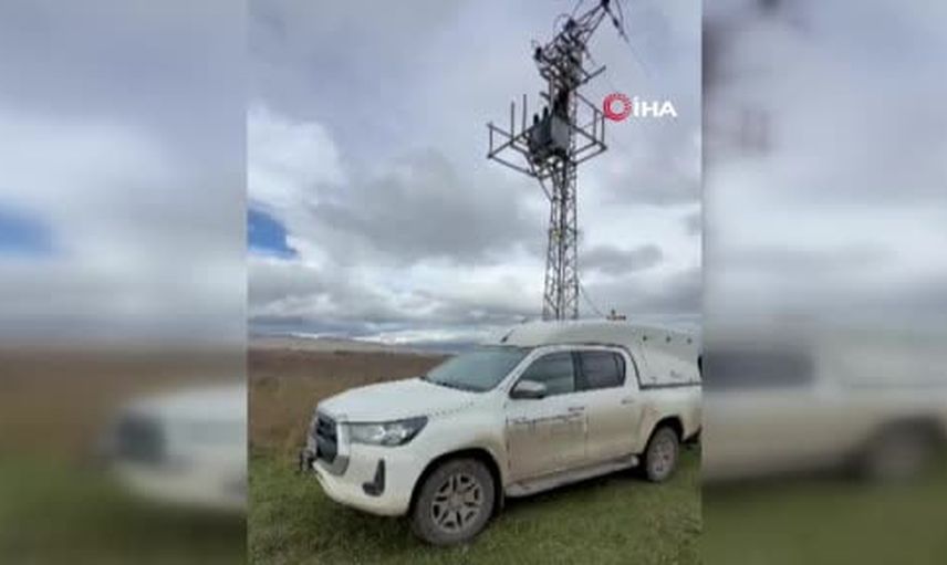 Palandöken'de yavru bozayı enerji direğinde akıma kapılarak hayatını kaybetti