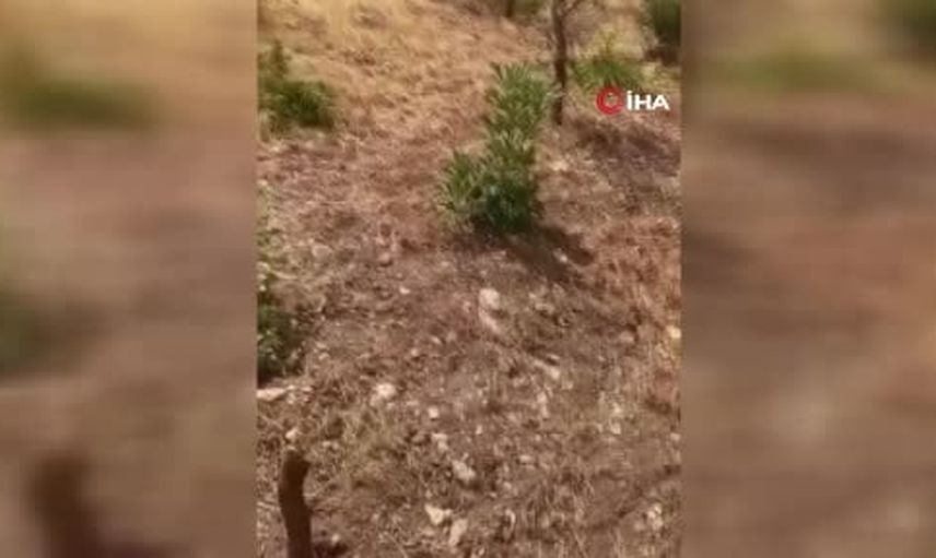 Yılların emeği tahrip oluyor: Siirt'te fıstık bahçelerine yaban domuzları zarar veriyor