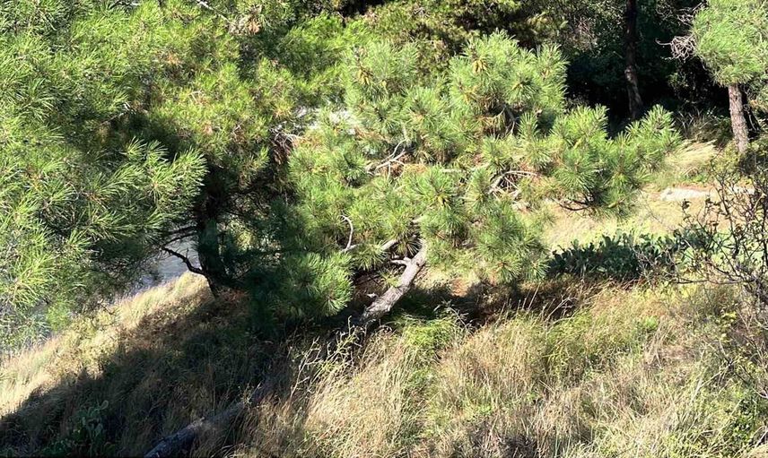 Sinop'ta rüzgâr ağaçları yan yatırdı, ekipler yolu açtı