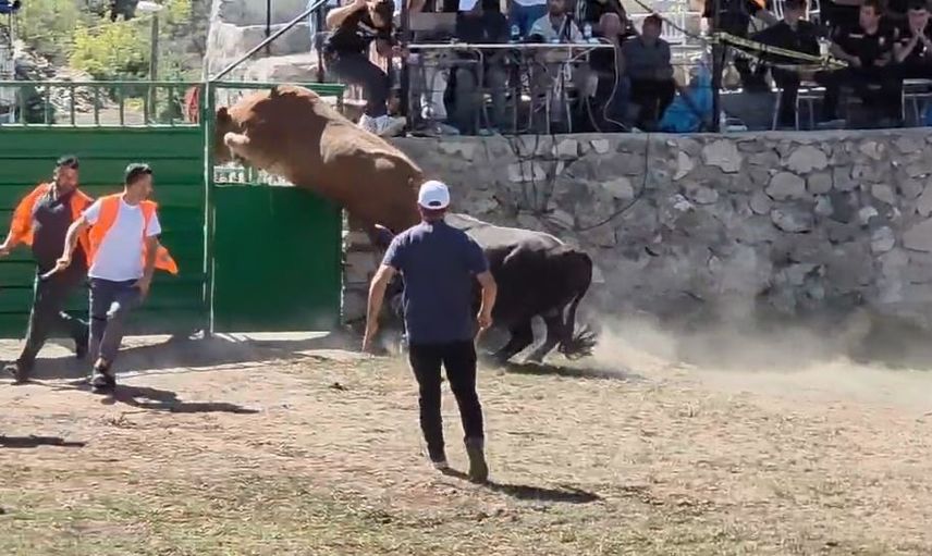 Yaklaşık 600 kiloluk boğanın atlayışı arenada şaşkınlık yarattı