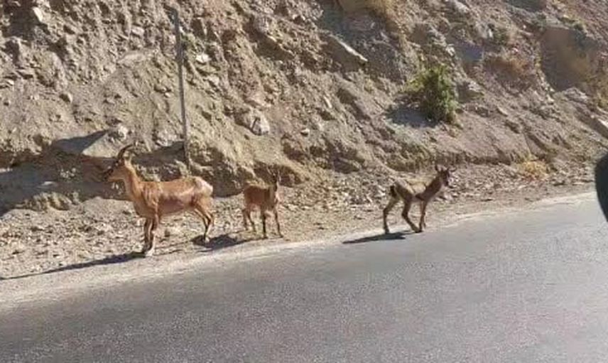 Tunceli yolunda nadir misafir: nesli tehlikedeki dağ keçileri görüldü