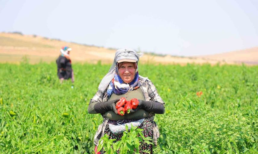 Hasat başladı: Maraş'ta kapya biber tarladan satışa hazırlanıyor