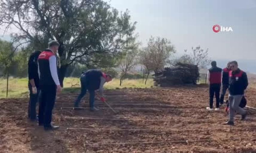 Tarım ekipleri 70 yaşındaki üretici Şehriban Öz'ün sarımsak tarlasına destek verdi