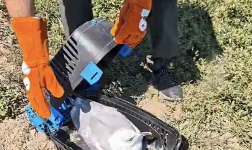 Yaralı kirpi, martı ve kukumav tabiatla yeniden buluştu