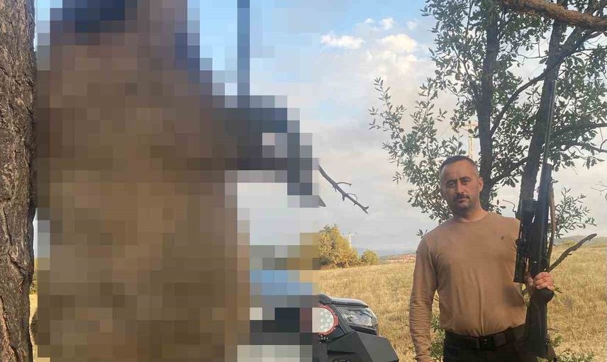 Akdağmadeni'nde tarlalara zarar veren yaklaşık 410 kiloluk yaban domuzu avlandı