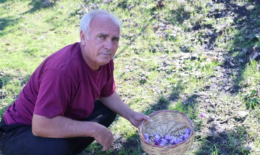 Tutku ve emekle büyüdü: Adana'da safran tarlasında hasat vakti