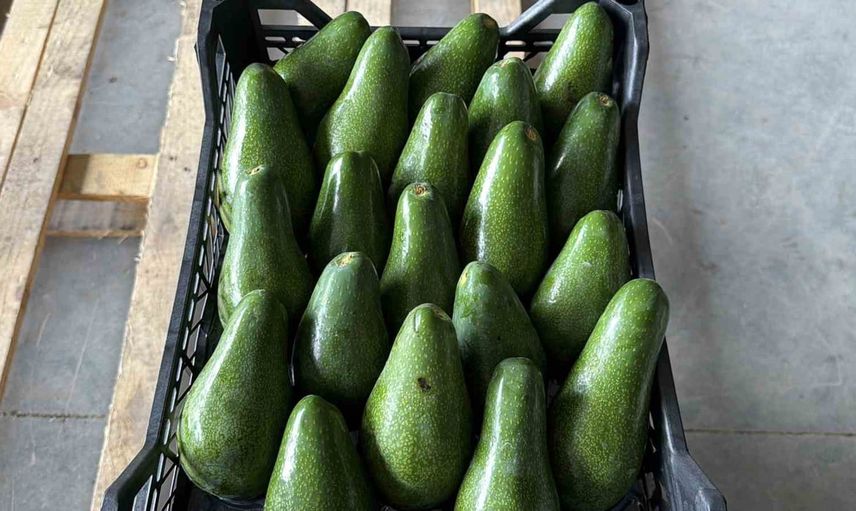 Gazipaşa'dan Gürcistan'a taze avokado köprüsü