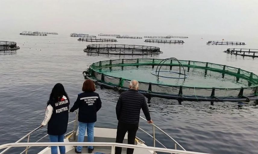 Ordu'da somon ve levrek üretiminde kapsamlı saha denetimi