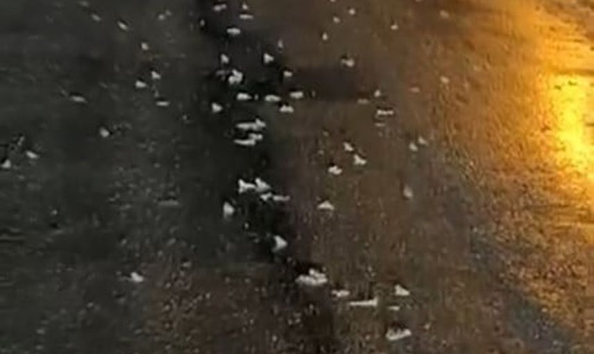 Yağmurun ardından kurbağalar köy yolunu doldurdu