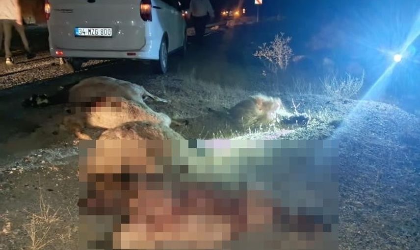 Hakkâri-Van yolunda beklenmedik çarpışma: otomobil koyun sürüsüne çarptı