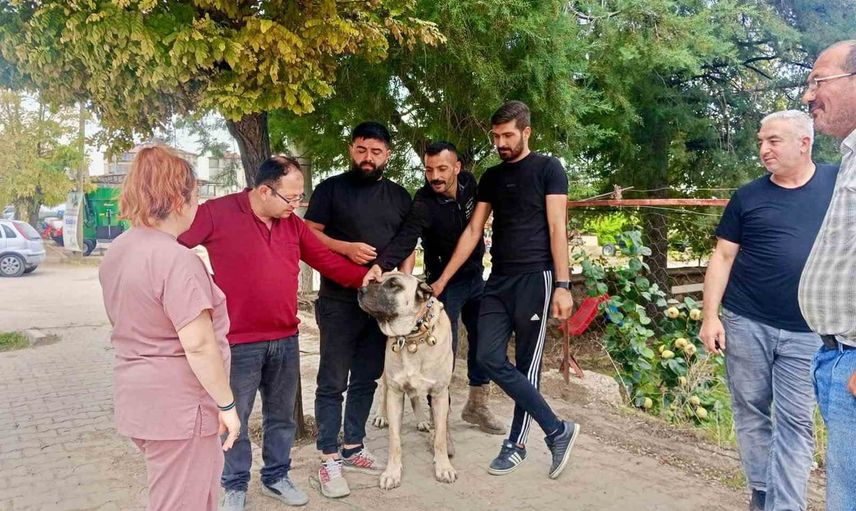 Başmakçı'da hayvan kimliklendirmede mikroçip dönemi