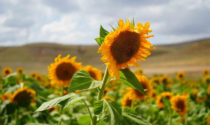 Sarı örtüye dönüşen Erzincan ayçiçeği tarlaları görsel şölen sunuyor