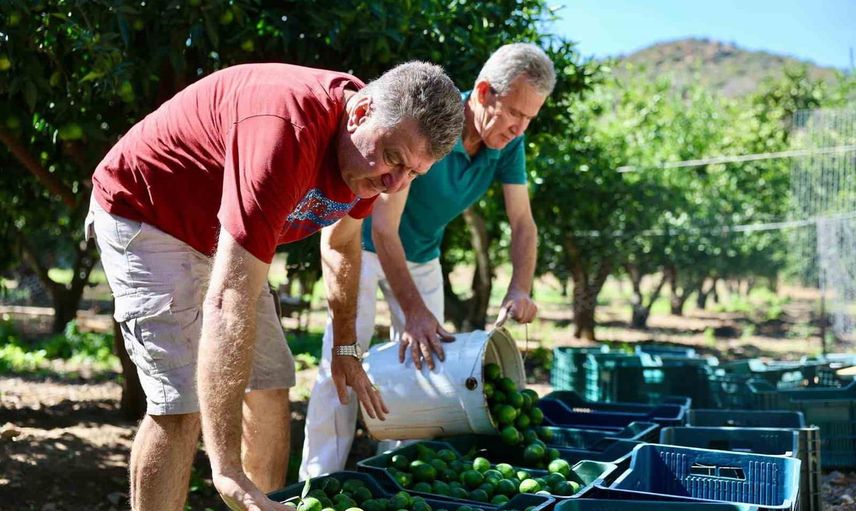 Bodrum'da mandalinin yeşil dönemi üreticiye ek gelir sağlıyor