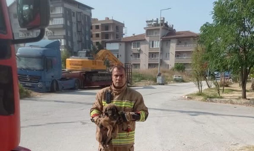 Hatay'da itfaiye ekipleri mahsur kalan sokak hayvanlarını kurtardı