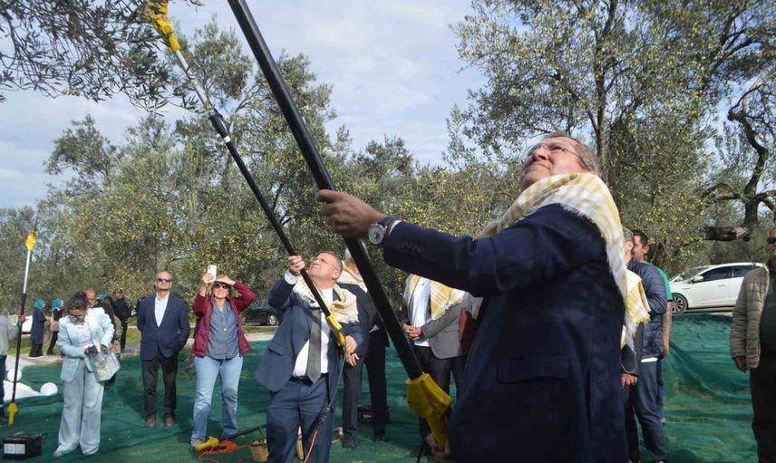 Ayvalık'ta zeytin hasadı ve kültürel miras festivalle vurgulandı