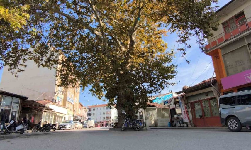 Tokat Pazarının kalbinde bir çınar: yerel belleğin yaşayan simgesi