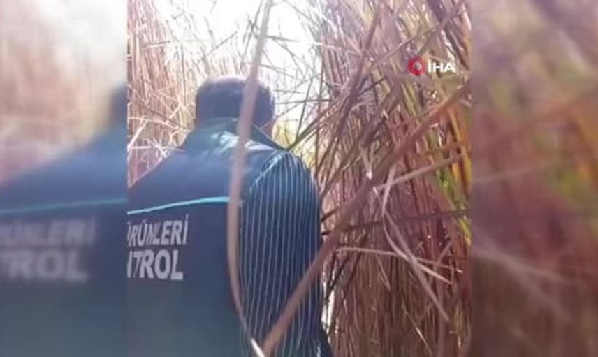 Yüksekova'da kuraklık çeken Nehil sazlığına tankerlerle can suyu