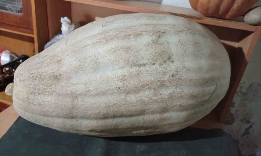bağ kenarındaki 60 kilogramlık kabak köyde ilgi odağı oldu