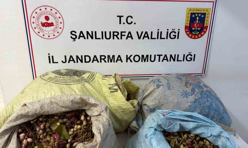 Ceylanpınar'da TİGEM fıstık bahçesinden 75 kilogram çalındığı iddiasıyla dört kişi yakalandı