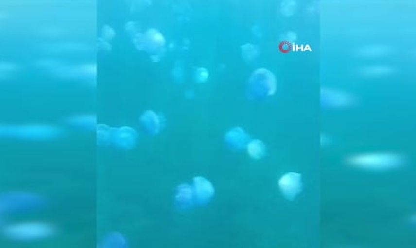 Çanakkale boğazında mavi denizanası sürüsü balıkçıları endişelendirdi