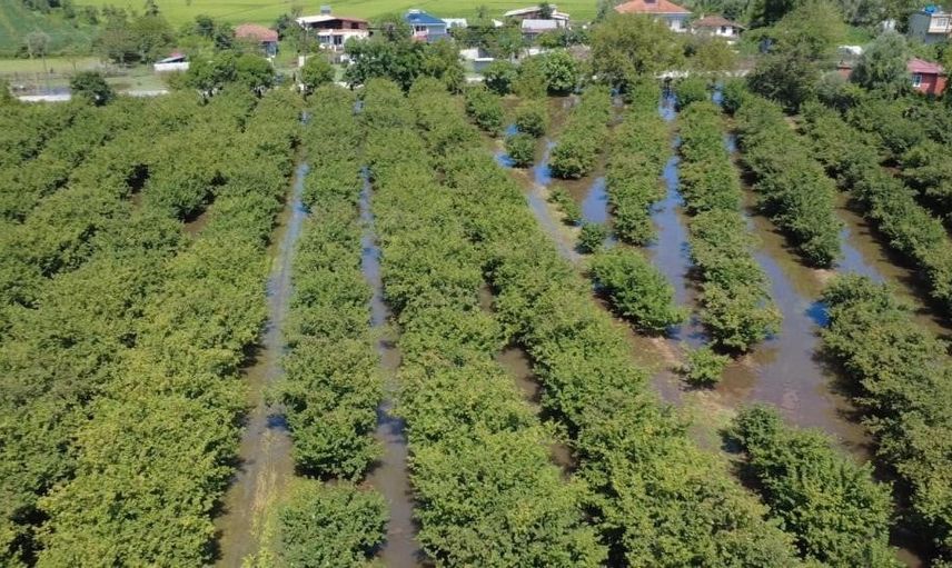Çarşamba'da sağanak 30 mahallede tarım arazilerini su altında bıraktı