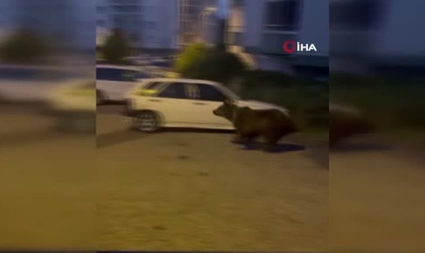 Kızılcahamam'da gündelik hayatı paylaşan misafirler: ayılar sokaklara indi
