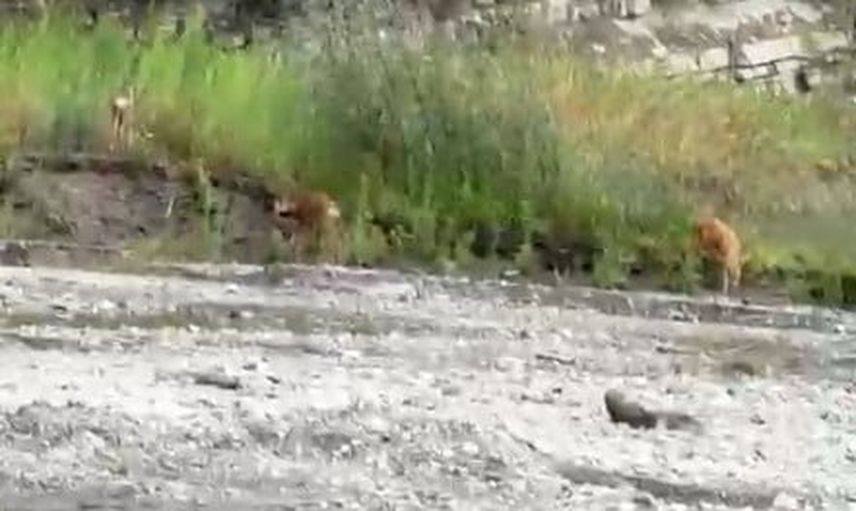 Çatalzeytin'de dereden su içen üç karaca görüntülendi