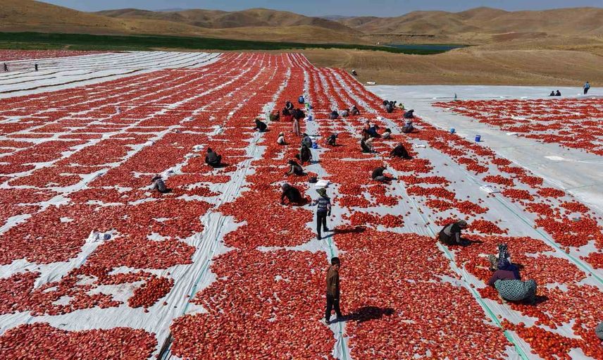 Elazığ'dan sofralara uzanan lezzet: 40 bin ton kurutulmuş domates ihracı