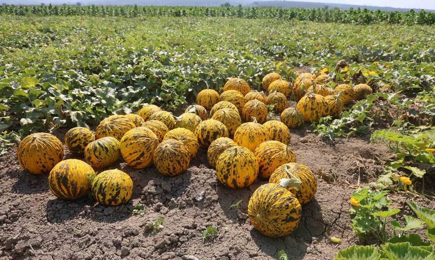 Hatay’da sıcakta süren hasat: tarlada kavun kilo 10 TL, üretici 80 ton bekliyor