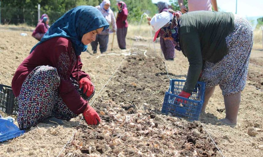 safranova’da 7 dekarda yaklaşık 500 kilo soğan dikimi yapıldı