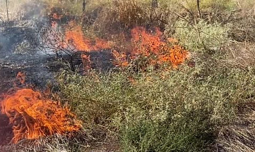 Alaşehir'de ot yangını 12 dekar zeytinliği yok etti, evlere 200 metre kala durduruldu