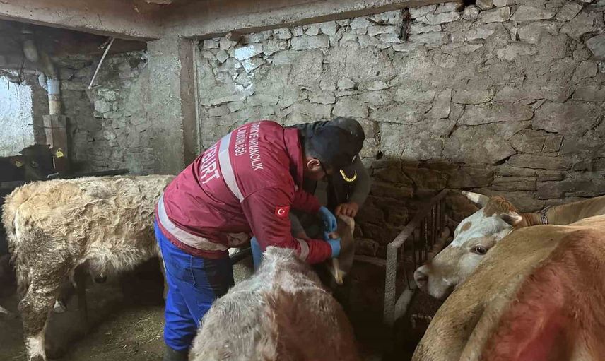 Kırsalda koruma: Aydıntepe'de büyükbaş şap aşısı ve küpeleme çalışmaları