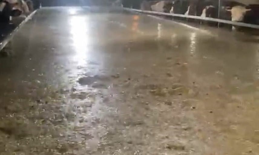 karasu'da ahır sel sularına teslim oldu, hayvanlar kamerada mahsur kaldı