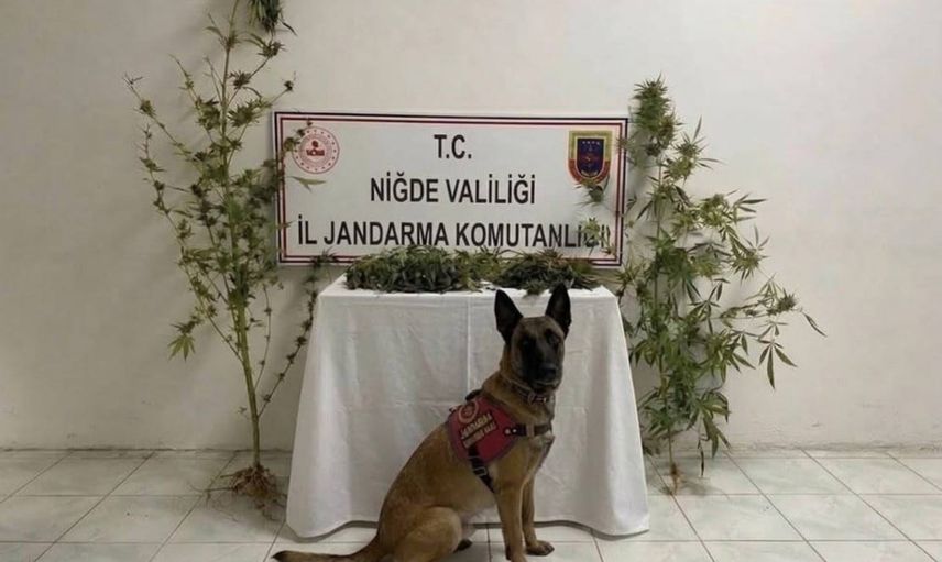 Ulukışla Çiftehan'da köy evine baskın: 350 gram uyuşturucu ve 5 kök kenevir bulundu