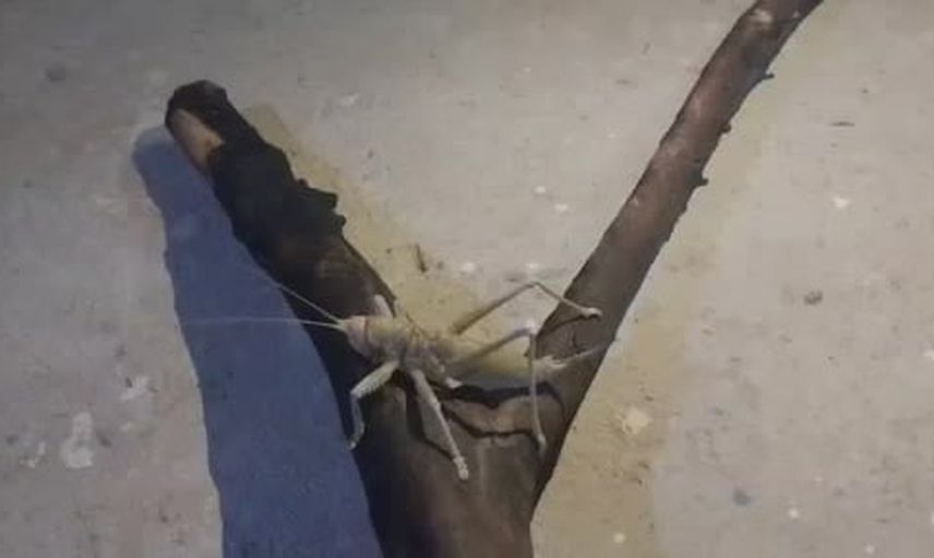 Şanlıurfa kırsalında nadir görülen 18 cm’lik etçil çekirge kayda geçti