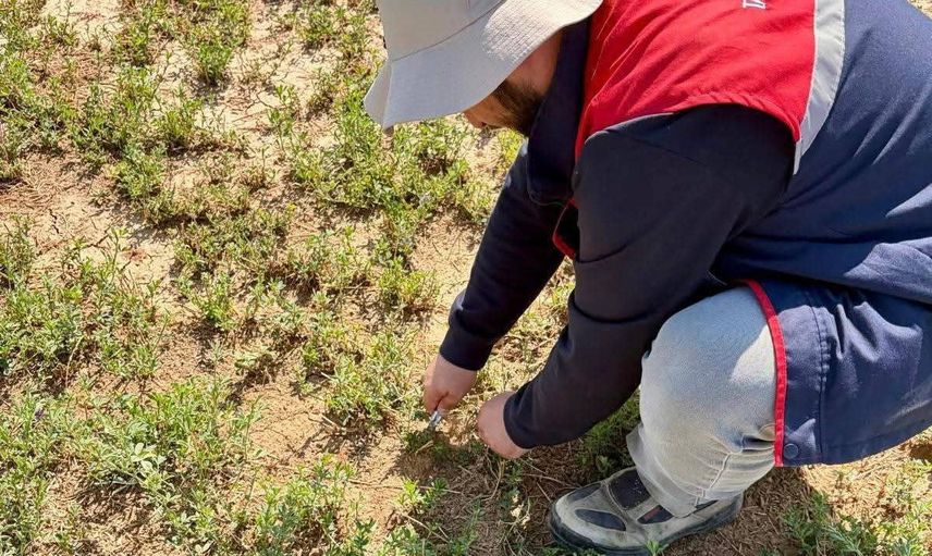 Tarım üretiminde durum tespiti: Afyonkarahisar'da dört ilçede saha denetimi
