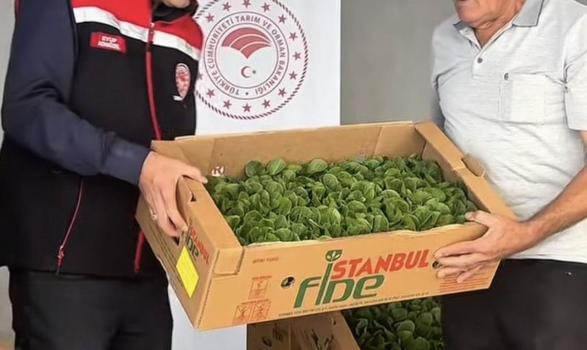 Burdur’da örtü altı marul üretimine 164 bin 500 fide hibe edildi