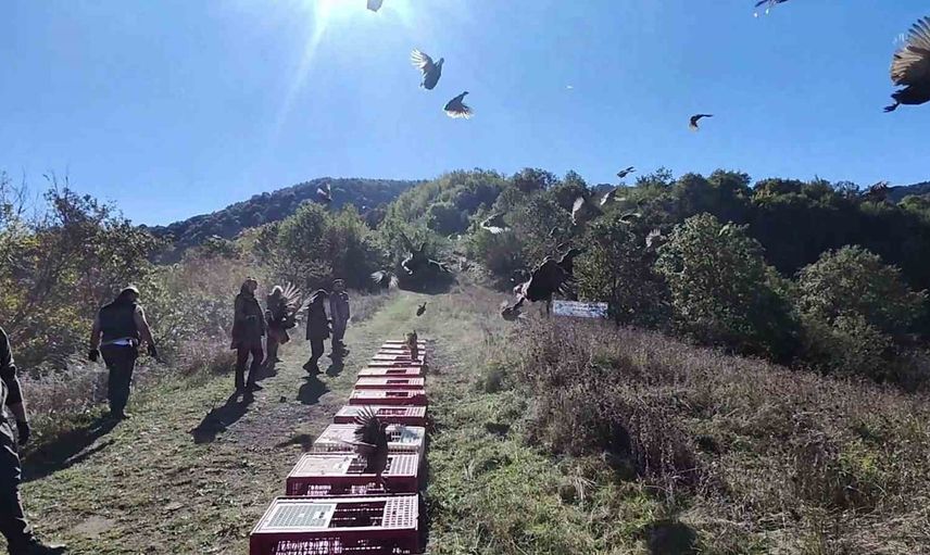 Ormanlara yeniden kanat: Zonguldak'ta sülünler doğaya salındı