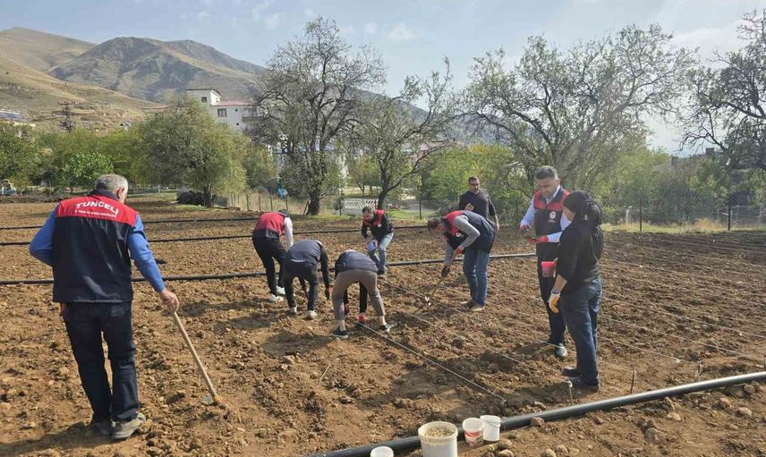 Tunceli'de yalnız üreticiye tarlada destek: sarımsak ekimine Tarım İl Müdürlüğü ekipleri katıldı