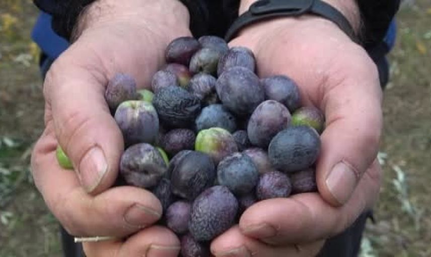 Artvin'de butko zeytini yeni sezon fiyatları ve tescil hedefi