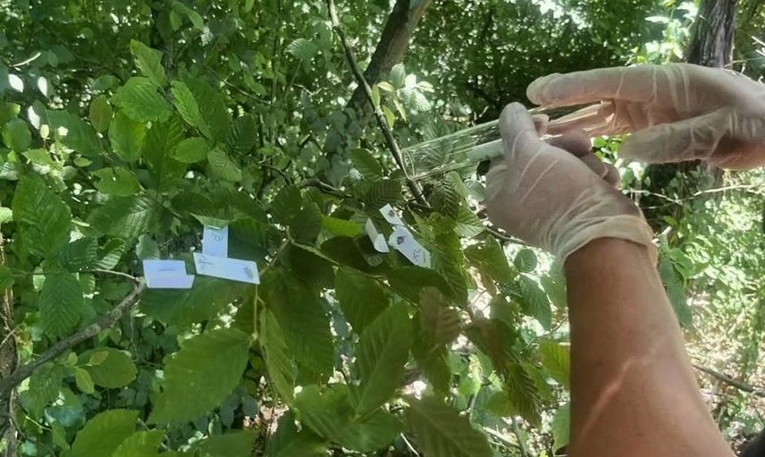 Kahverengi kokarca tehdidine karşı entegre savunma sürüyor