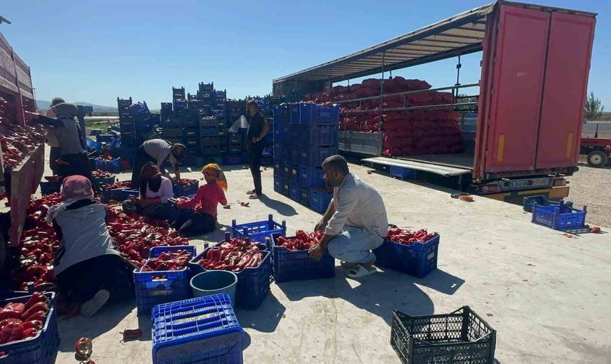 Karacabey biberi salçalık pazarda rağbet görürken üreticinin gelir baskısı devam ediyor